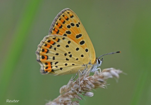 Brauner Feuerfalter (Lycaena tityrus)